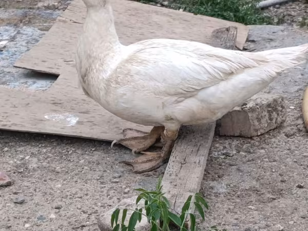 Ducks