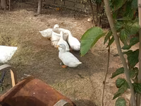 Ducks — 4-сурет