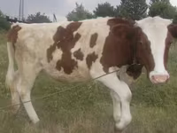 İnək, Swiss cattle — foto 1