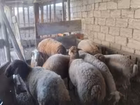 Oveja, Ovejas — foto 4
