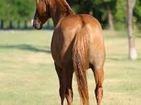 حصان, Quarter Horse — الصورة 3