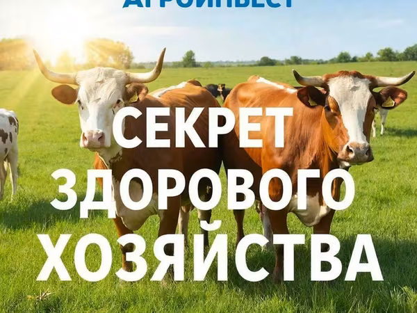 Корова, Швицкая порода — Россия
