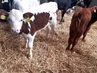 Rinder (Partie, Geschlecht nicht angegeben), Limousin-Kuh — Foto 2