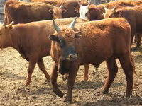 Bulle, Limousin-Kuh — Foto 4