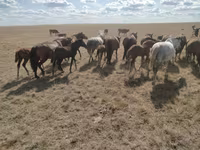 Hengst, Kazakh horse — Foto 4