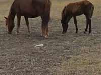 Mare, Horse breed — photo 5