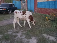 Buqa, Simmental cattle — 4-rasm