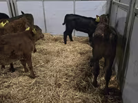 Cow, Simmental cattle — photo 5