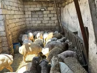 أغنام (دفعة، الجنس غير محدد), الأغنام — الصورة 6
