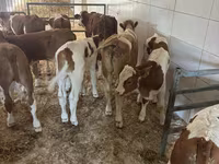 Bulle, Simmental cattle — Foto 5