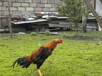 مالاي غيم — الصورة 3