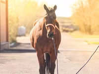 Yegua, Thoroughbred horse — foto 2