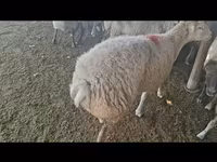 نعجة, الأغنام — الصورة 7