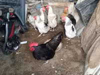 Chickens — Foto 2