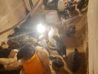 Australorp — photo 2