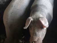 Eber, Schweine — Foto 1