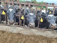 Бұқа, Russian Black pied cattle — 6-сурет