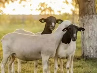 Widder, Dorper sheep — Foto 2