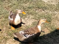 Ducks — foto 2