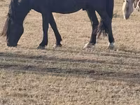 公马, New Altai Horse — 照片 2