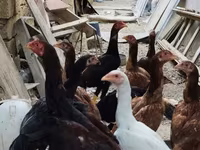 Chickens — الصورة 1