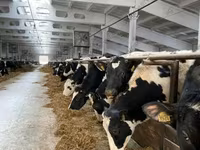 Vaca, Raza Holstein — foto 5