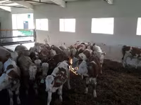 ثور, Simmental cattle — الصورة 3