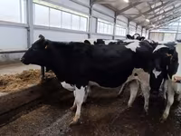 母牛, Holstein breed — 照片 2