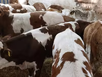 Buğa, Simmental cattle — foto 4
