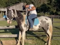 Stute, Pinto horses — Foto 7