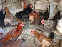 Chickens — foto 3