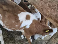 Bulle, Simmental cattle — Foto 5