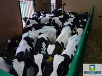 Cow, Russian Black pied cattle — photo 5