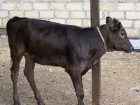 गाय, मवेशी — फ़ोटो 2