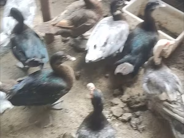 Ducks