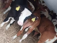 Bulle, Simmental cattle — Foto 4
