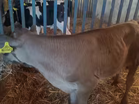 Buğa, Simmental cattle — foto 7