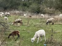 Qoʻy, Katum sheep — 4-rasm