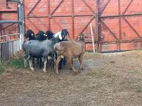 Widder, Hissar sheep — Foto 2