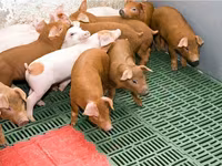 母猪, Pigs — 照片 8