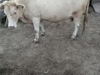 Kuh, Rote hornlose Kuh — Foto 2