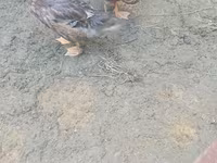 Ducks — фото 1