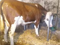 Kuh, Simmental cattle — Foto 5