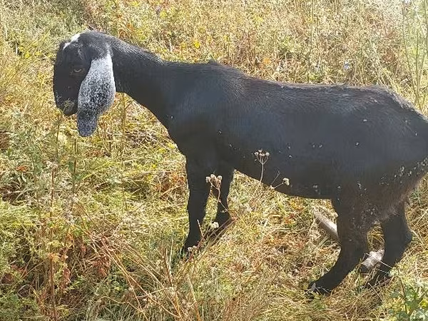 عنزة, Nubian Goat