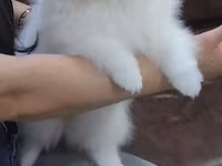 Məhsul: Pomeranian Spitz balası - Rəng: qar kimi ağ - Xəz: sıx — фото 1