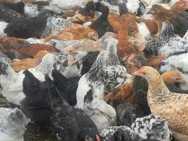 Chickens
