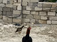 Chickens — الصورة 2