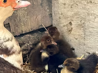 Ducks — foto 8