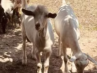 Keçi, Alpine goat — foto 1