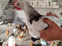 Chickens — foto 6